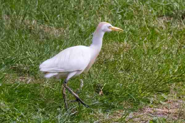 Koereiger