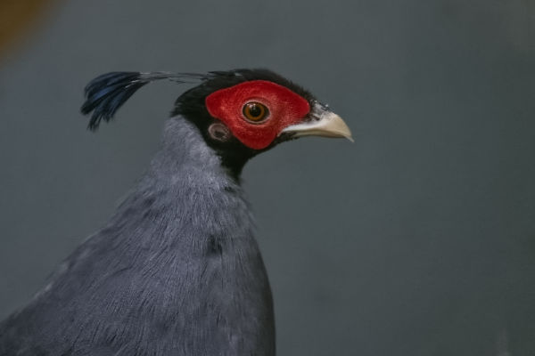 Kuifloze prelaatfazant