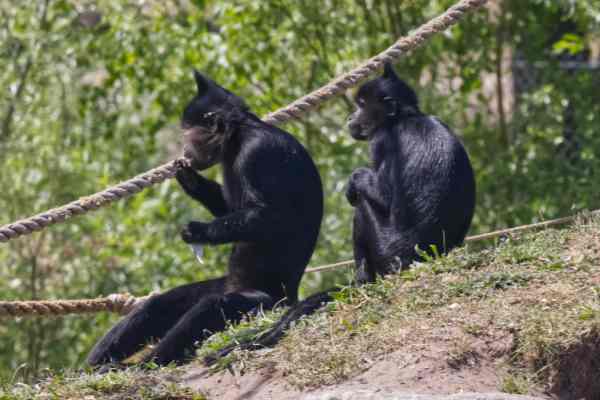 Kuifmangabey