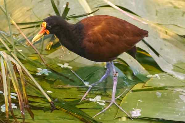 Leljacana