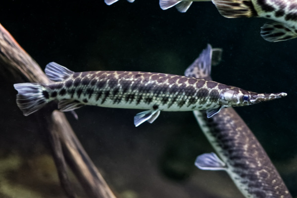 Gevlekte Kaaimansnoek