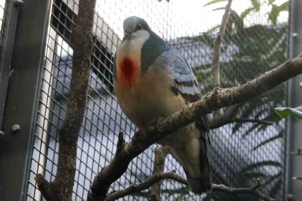 Luzon bloedhartduif