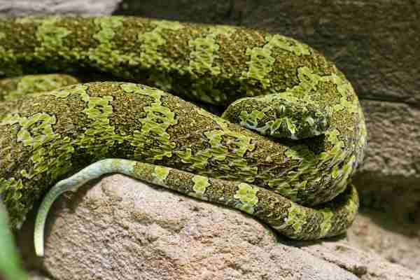 Mangshan-adder