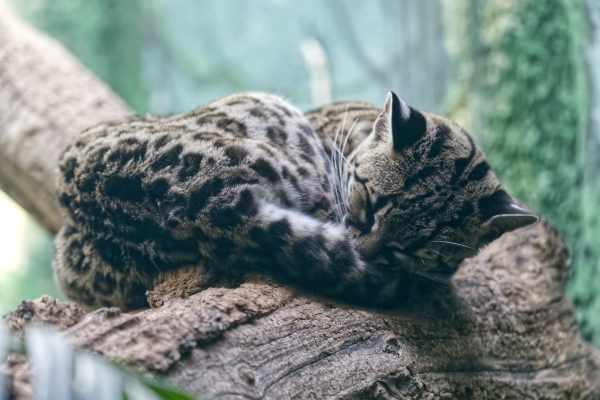 Margay