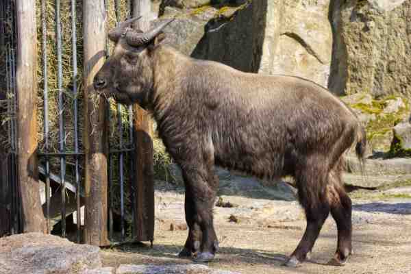 Mishmi takin