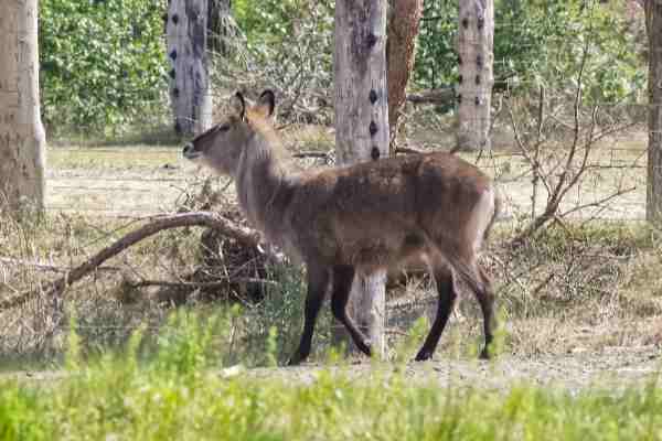 Nijlantilope