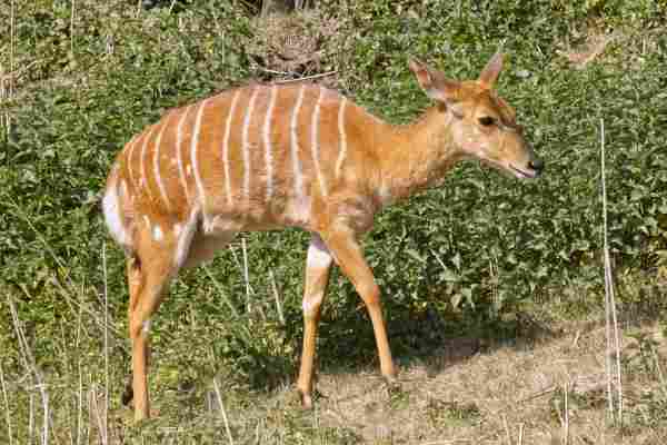Nyala