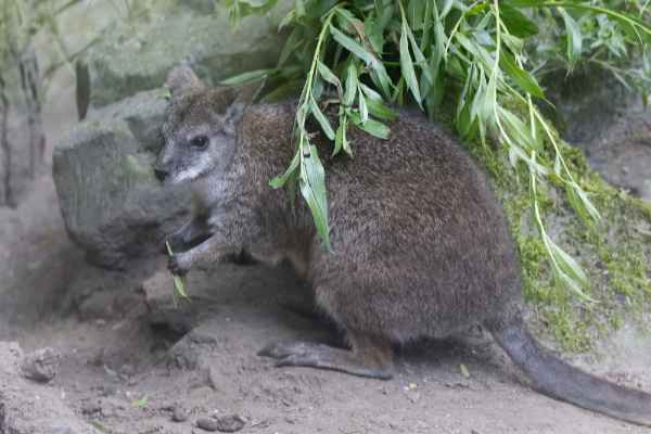 Parmawallaby