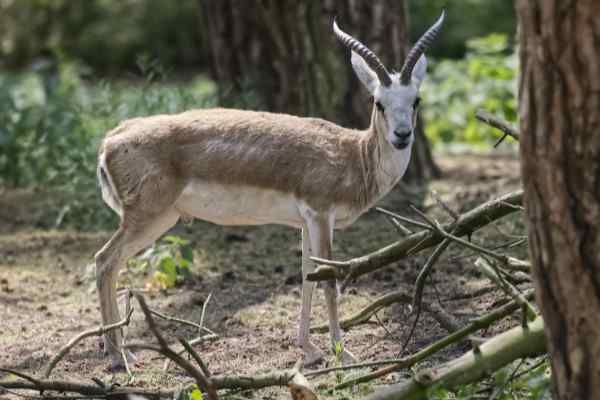 Kropgazelle