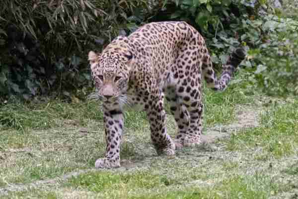 Perzische panter