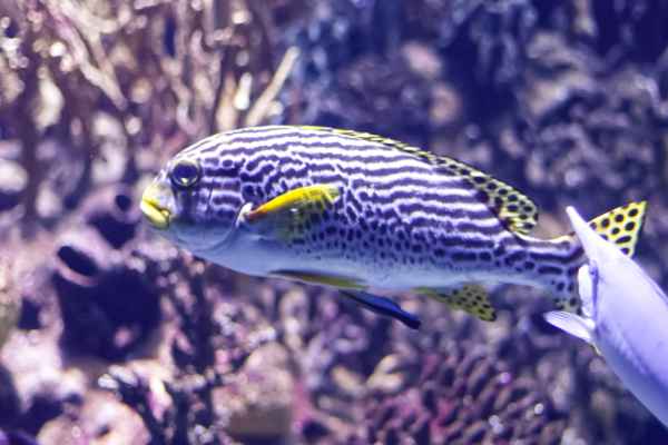 Plectorhinchus lineatus