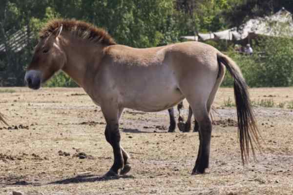 Przewalskipaard