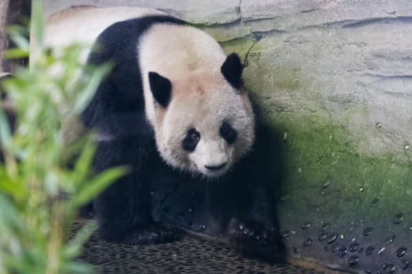 Reuzenpanda