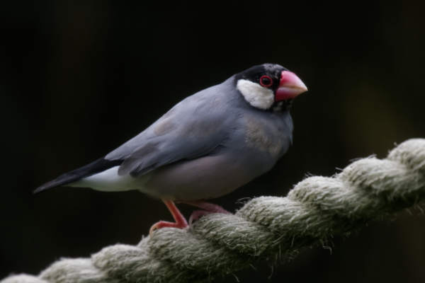 Rijstvogel