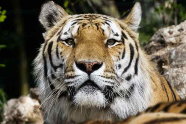 Siberische tijger