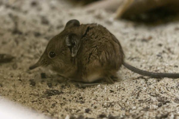 slurfspitsmuis