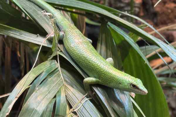 Smaragdskink