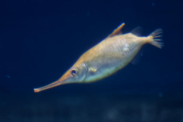Snipvis