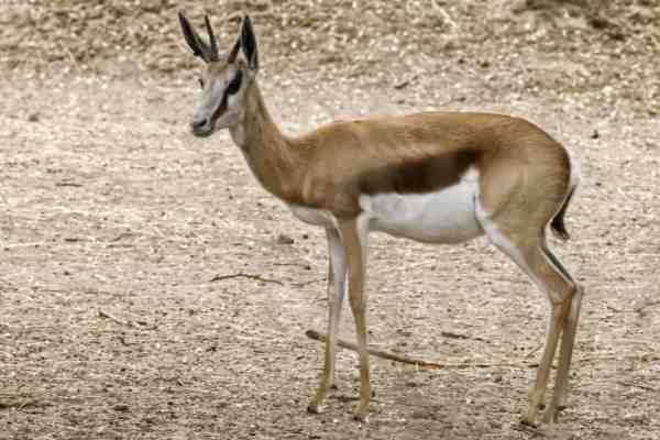 Springbok