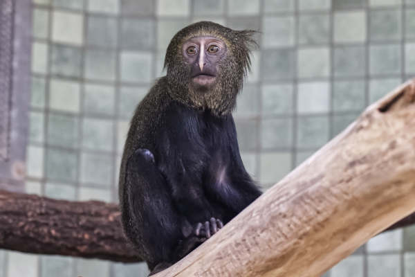 Uilenkopmeerkat
