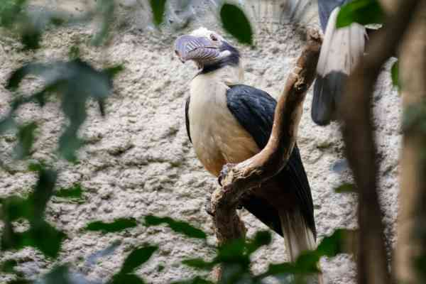 Visayaneushoornvogel