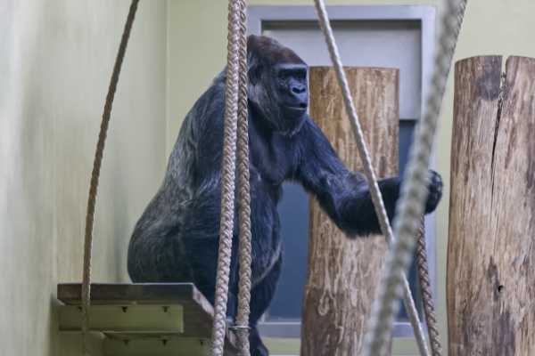 Gorilla