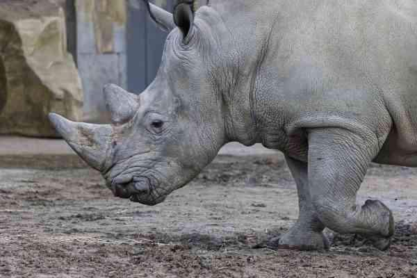 W. Neushoorn