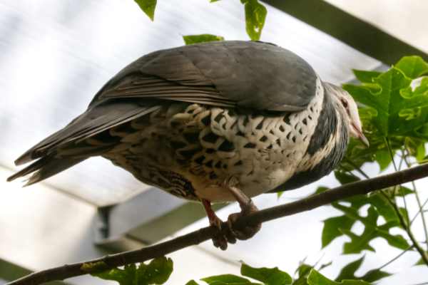 Wongaduif