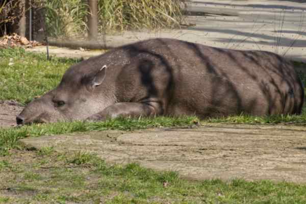 Z-Am. tapir