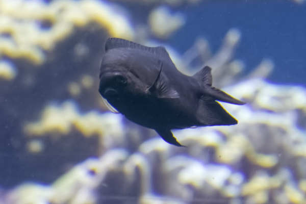 Zwaluwstaartjuffertje