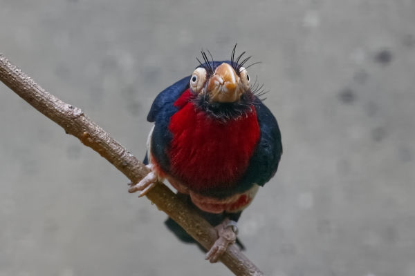 Zwartbandbaardvogel