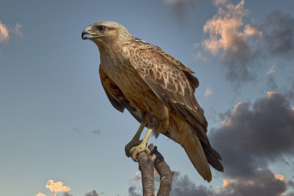 Arendbuizerd 