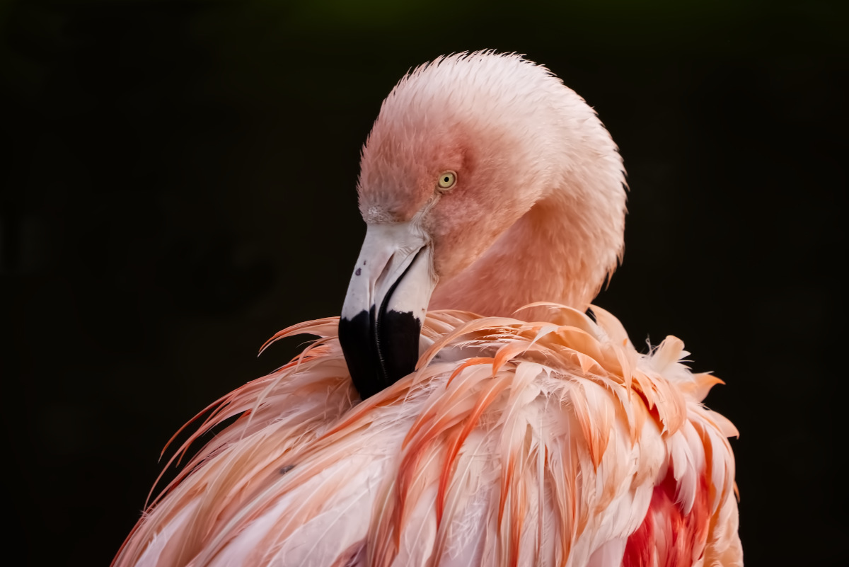 Chileense flamingo