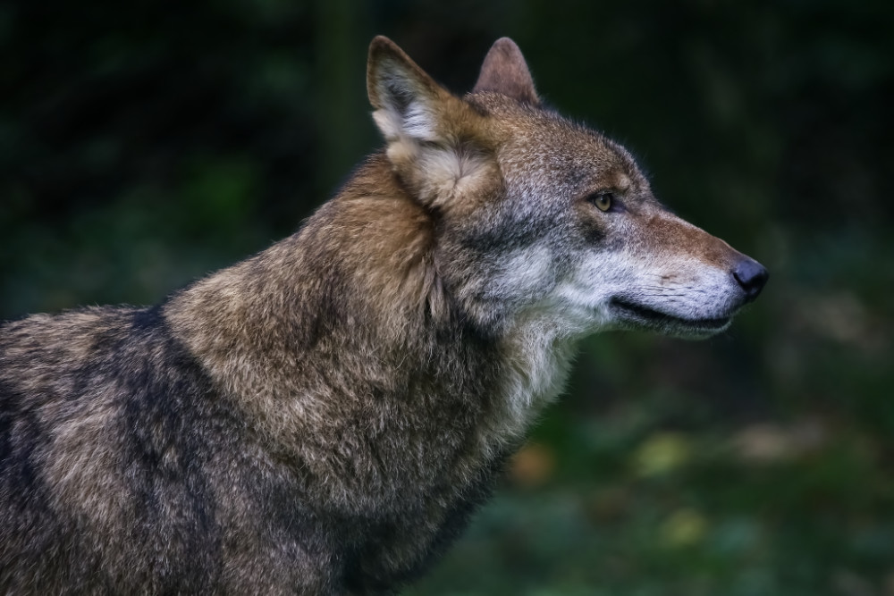 Portret van de Wolf op grootformaatfoto