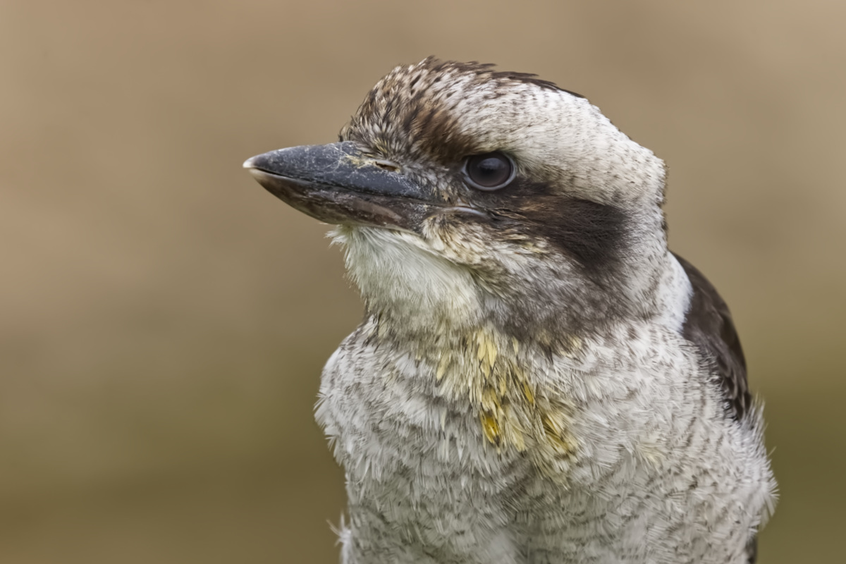 Gewone Kookaburra