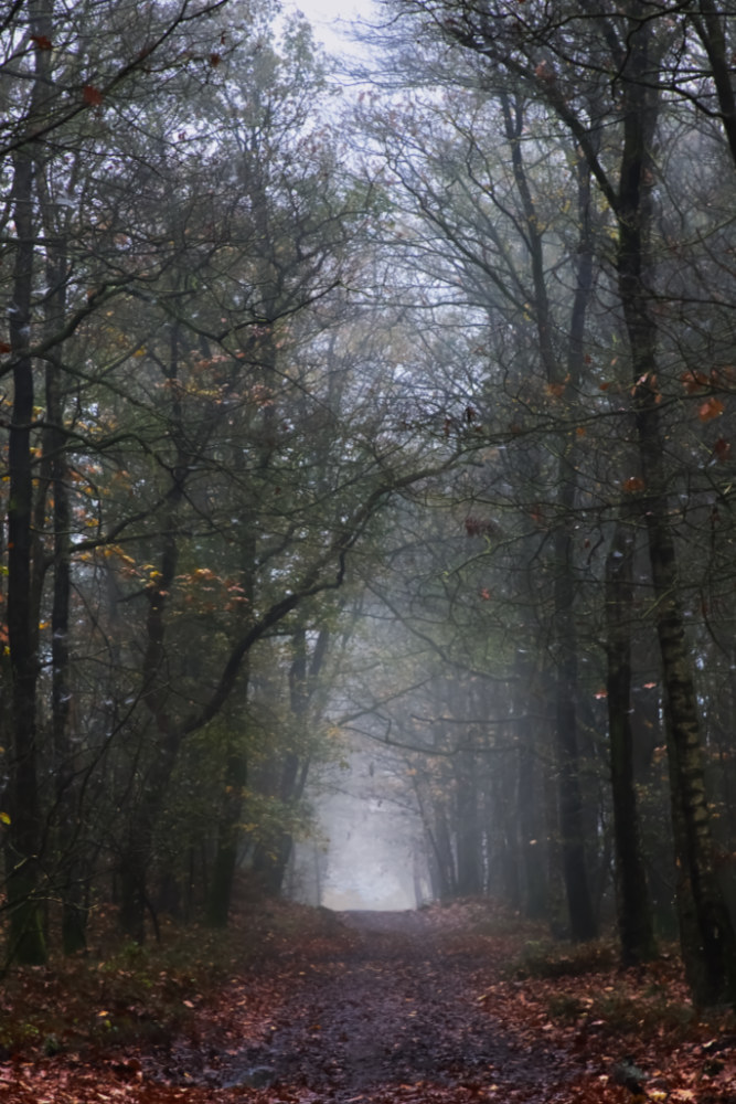 Licht aan het eind van het bospad 