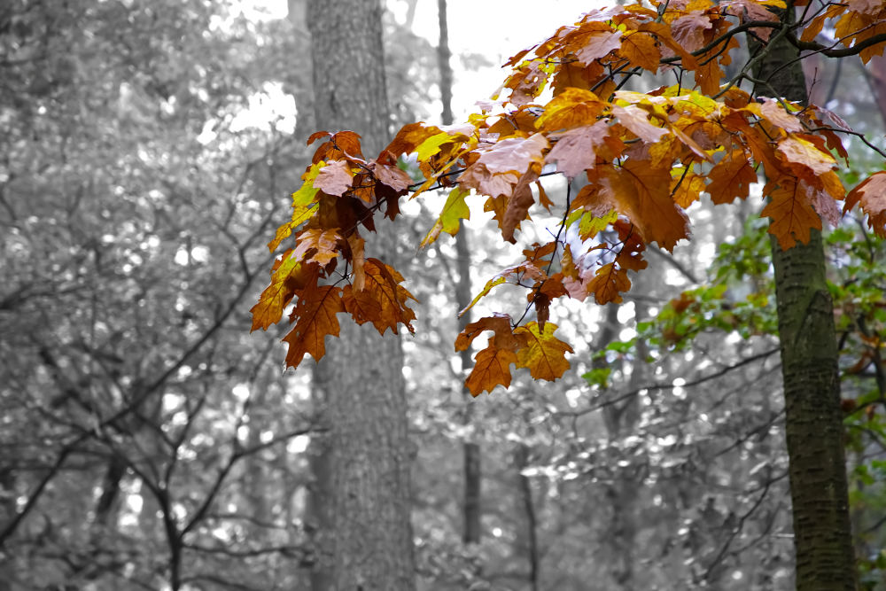 Herfst op de Veluwe