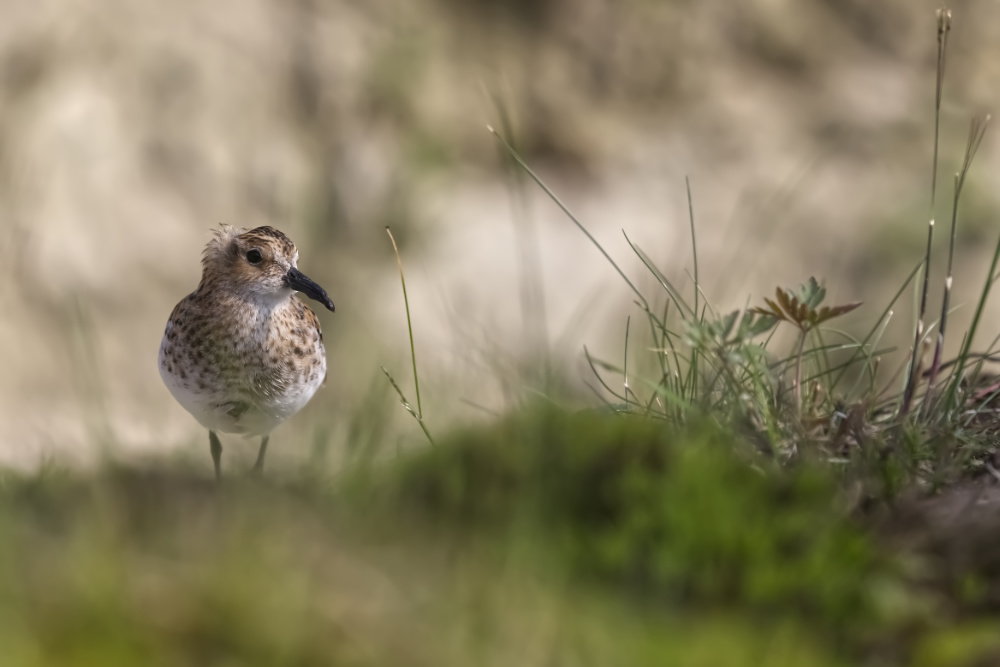 Kleine Strandloper op grootformaatfoto