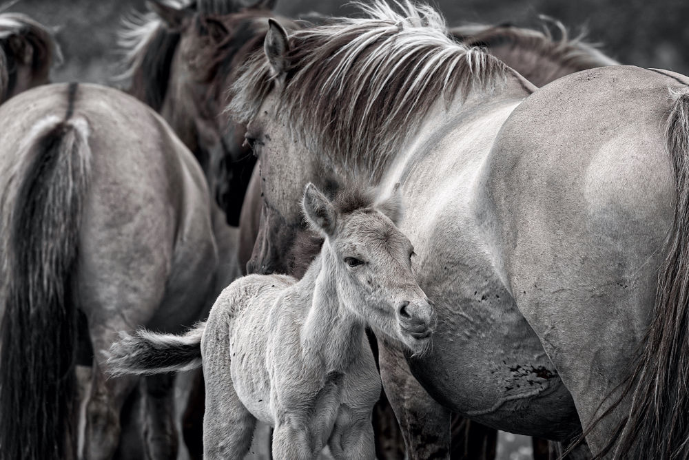 konikpaarden met veulen op grootformaatfoto