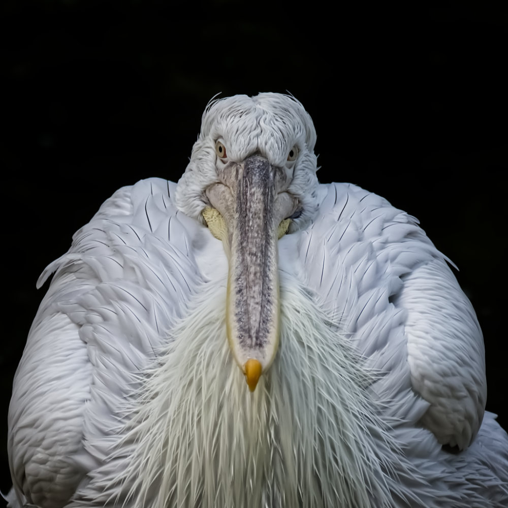 Portret van een Kroeskoppelikaan