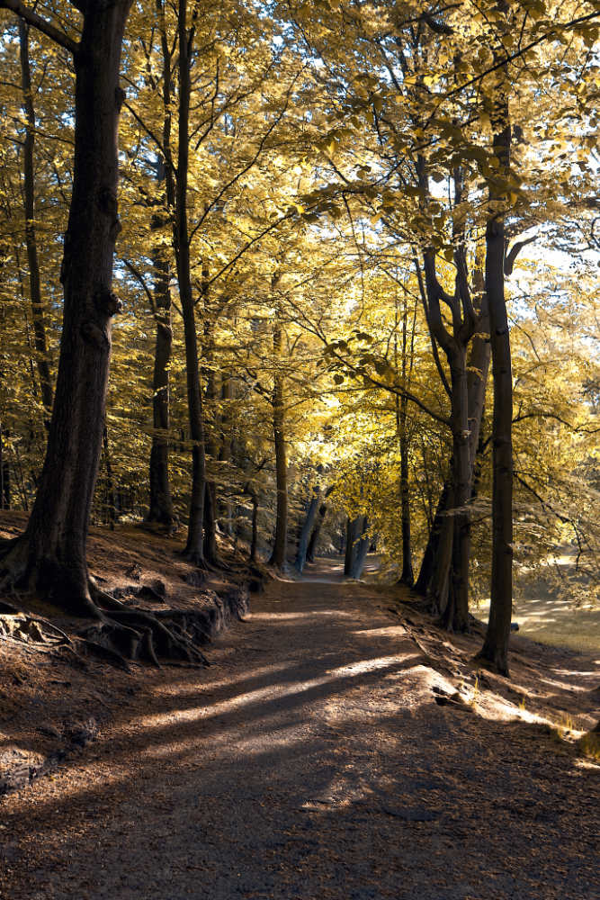 Landgoed Clingendael 