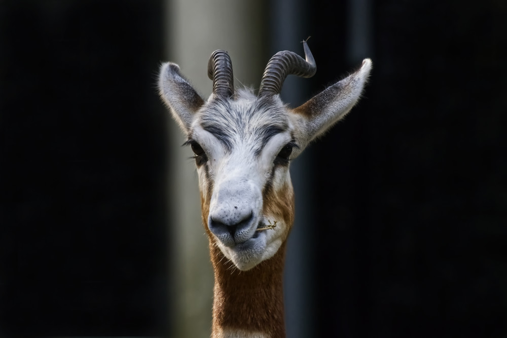 Portret van kauwende Mhorrgazelle op grootformaatfoto