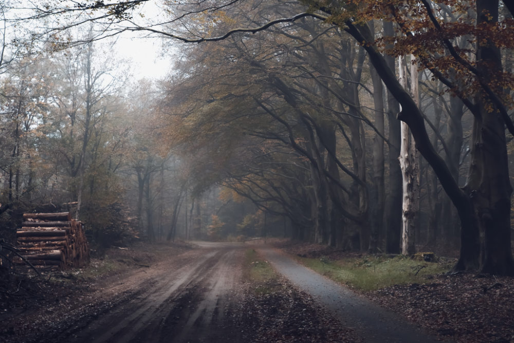 Herfst op de Veluwe op grootformaatfoto