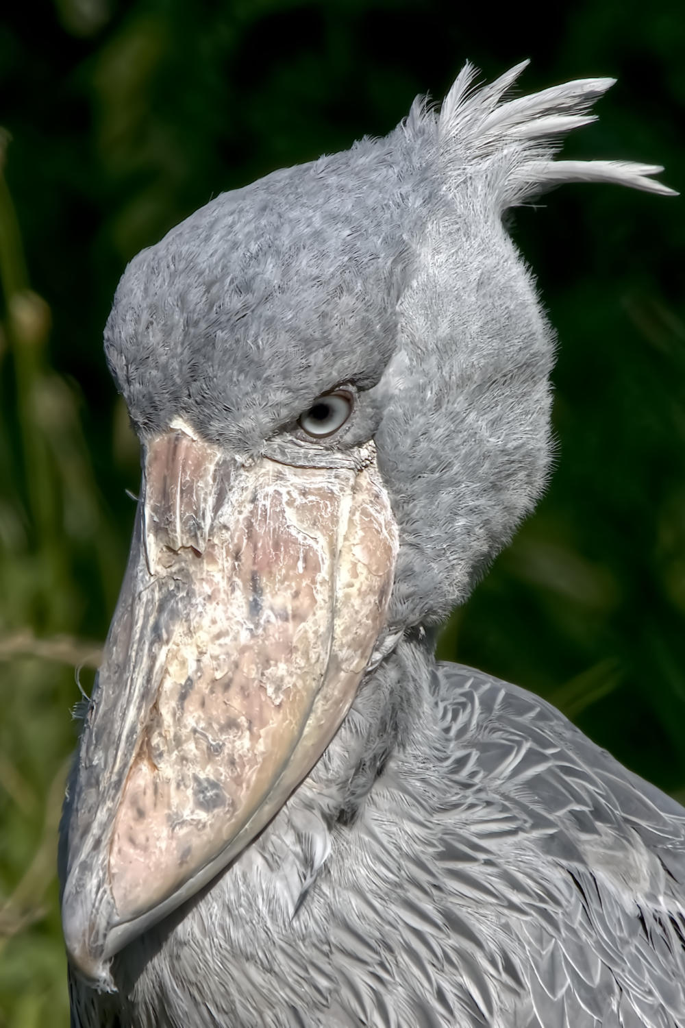 Schoenbekooievaar 