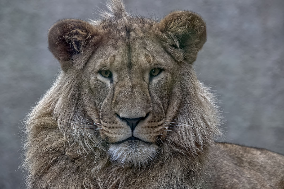 Portret van een Leeuw