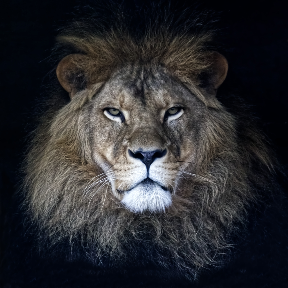 Portret van Leeuw op grootformaatfoto