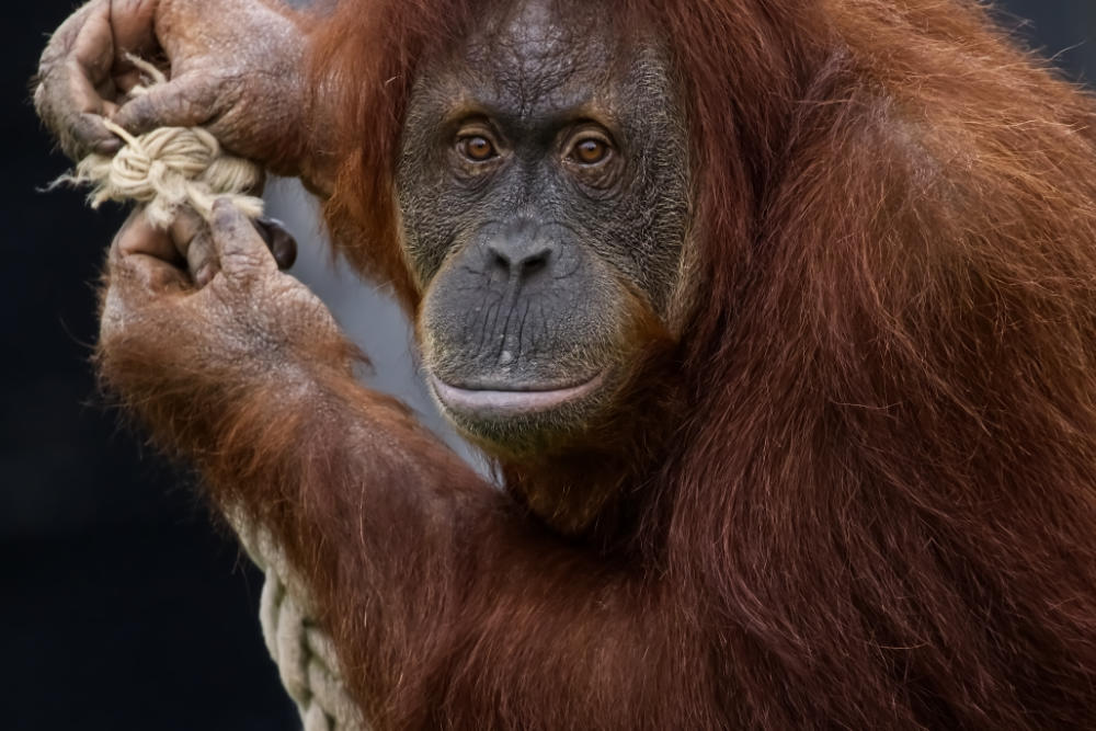 Portret van een Orang-oetan