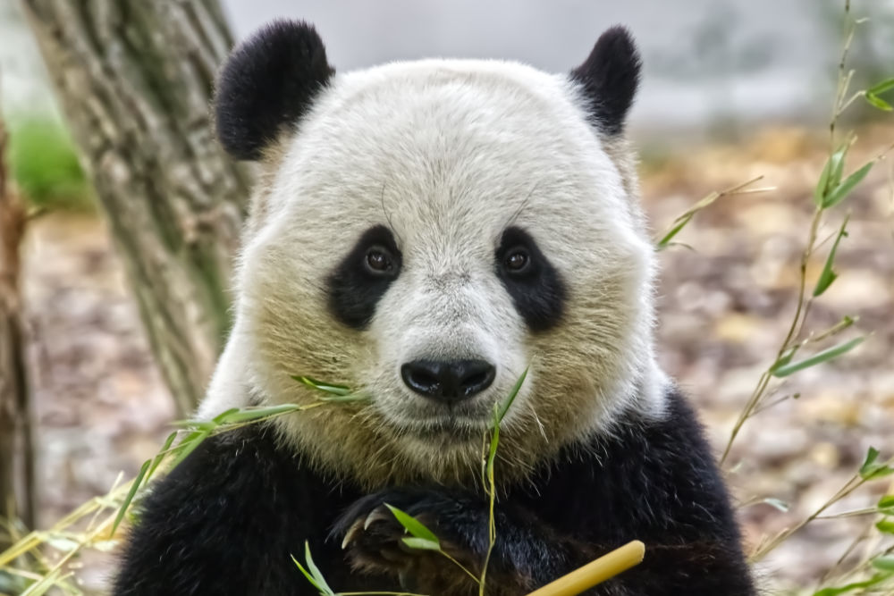 Portret Reuze Panda op grootformaatfoto