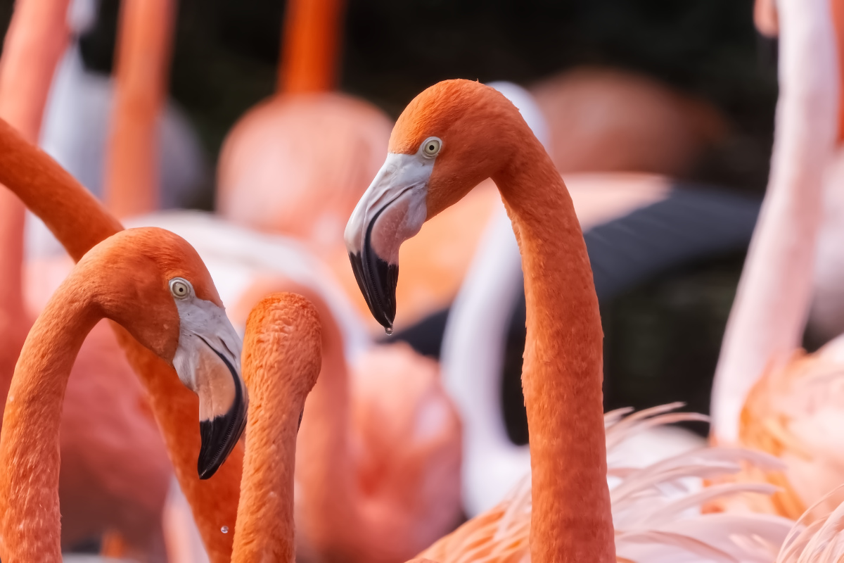 Rode Flamingo op grootformaatfoto