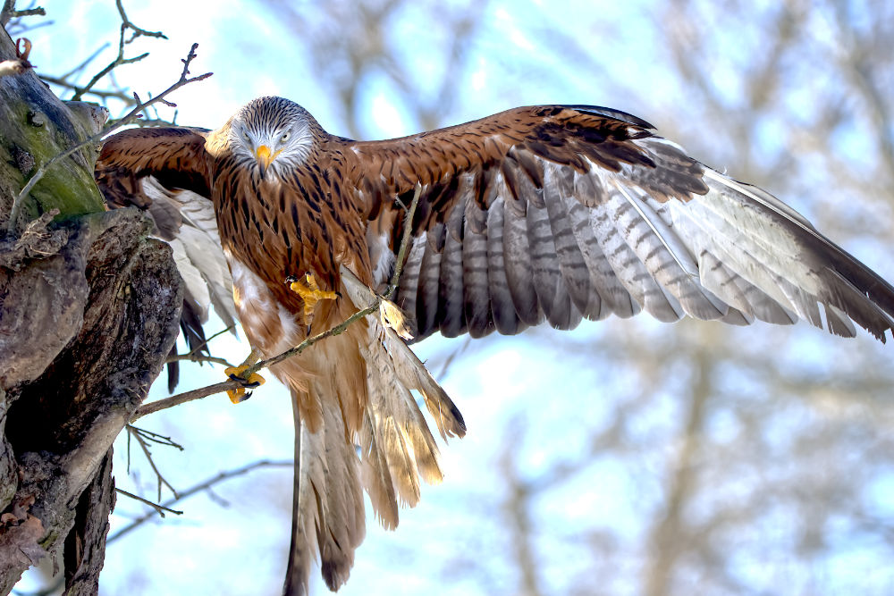 Rode Wouw op takje, roofvogel